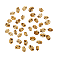 Mushroom image