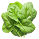 Spinach image